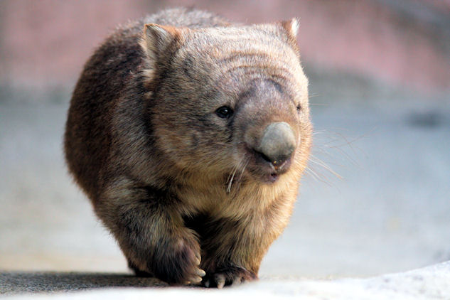 戸口が開かない 動物園放浪記