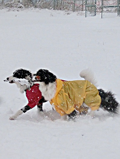 SNOW  雪！_b0279527_20574302.jpg