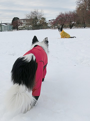 SNOW  雪！_b0279527_20591616.jpg