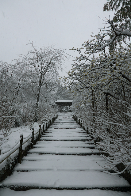 鎌倉散歩　#41 －雪の明月院（その1）－_b0169330_1736169.jpg