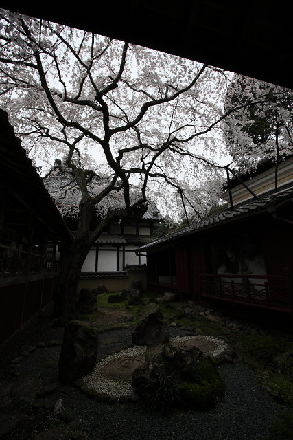 そうだ 京都、行こう。 －2014年桜　十輪寺－_b0169330_952947.jpg