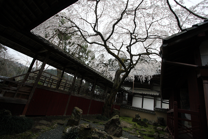 そうだ 京都、行こう。 －2014年桜　十輪寺－_b0169330_955614.jpg