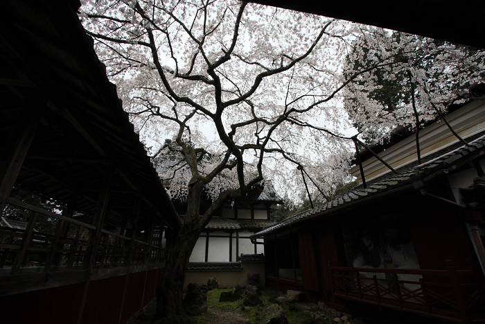 そうだ 京都、行こう。 －2014年桜　十輪寺－_b0169330_962662.jpg