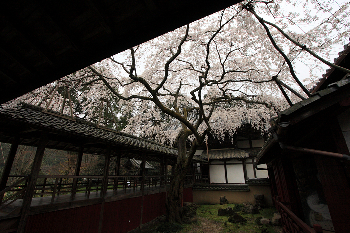 そうだ 京都、行こう。 －2014年桜　十輪寺－_b0169330_96321.jpg
