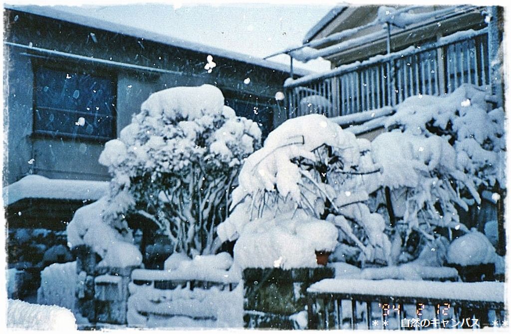 20年ぶりの大雪になりました＞＜_e0052135_15382075.jpg