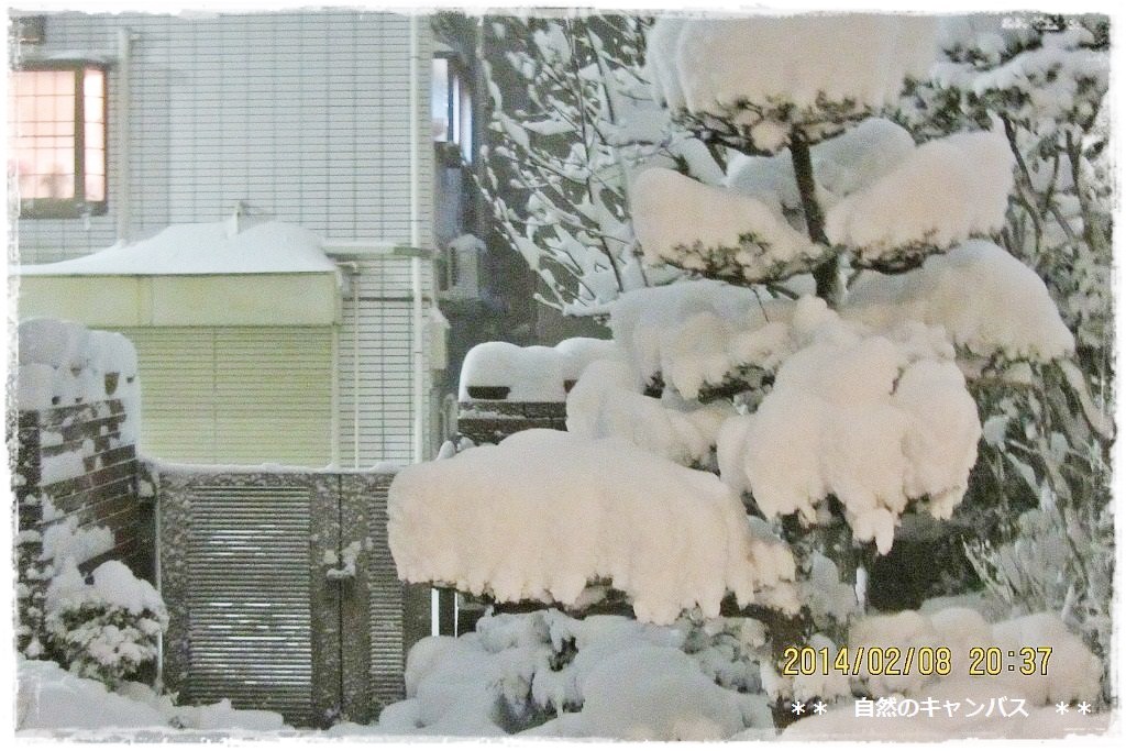 20年ぶりの大雪になりました＞＜_e0052135_15391894.jpg