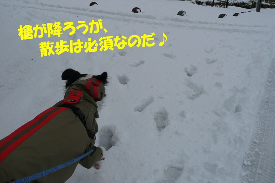 大雪でおおはしゃぎ♪_c0147241_19262692.jpg