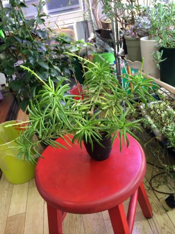 ペペロミア たのしい園芸 ペペロミア たのしい園芸