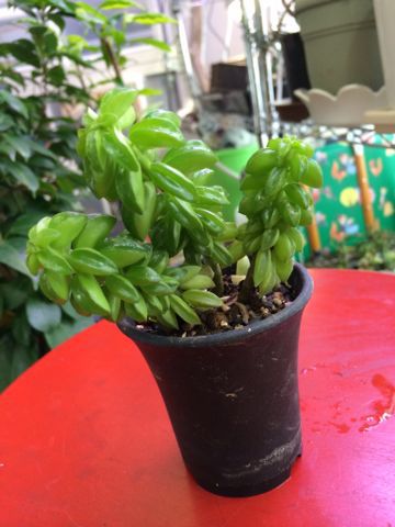 ペペロミア たのしい園芸 ペペロミア たのしい園芸