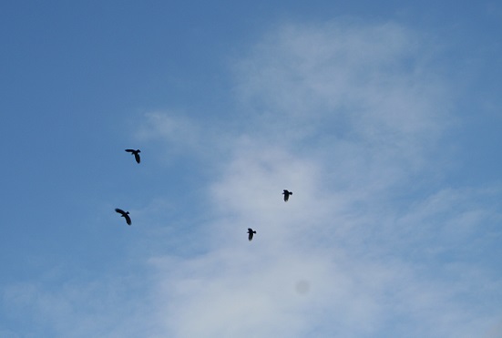 e0126350_0443962.jpg