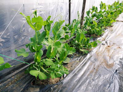 スナップエンドウ「シャキ甘“菊光”」 霜対策と足元すっきり芽カギ作業_a0254656_1713910.jpg