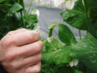 スナップエンドウ「シャキ甘“菊光”」 霜対策と足元すっきり芽カギ作業_a0254656_17452832.jpg