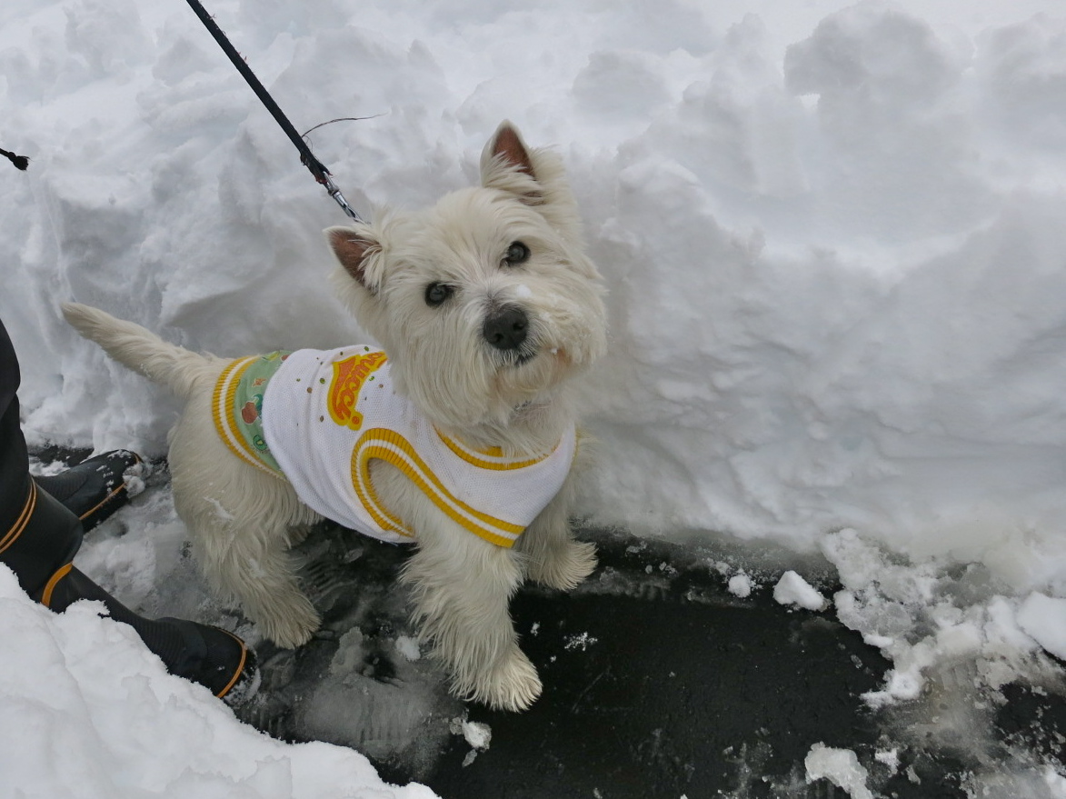 大雪散歩(当日編)_c0260460_12274279.jpg