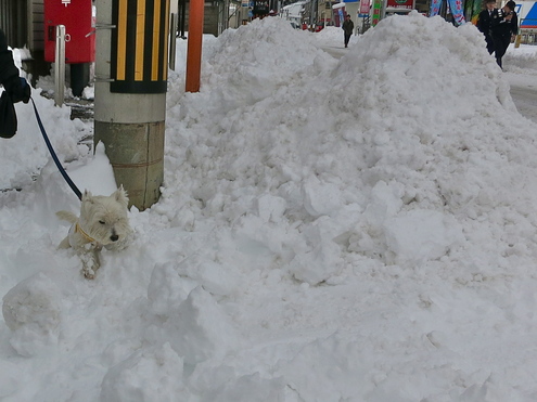 大雪散歩(当日編)_c0260460_12293532.jpg