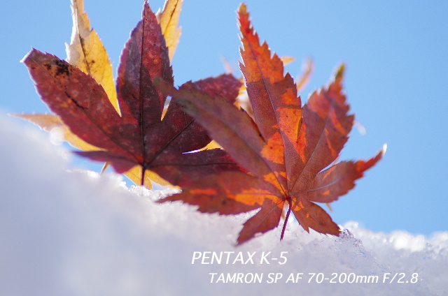 Snow and leaf 雪ともみじ #photograf #japan #pentax _c0153764_211916100.jpg