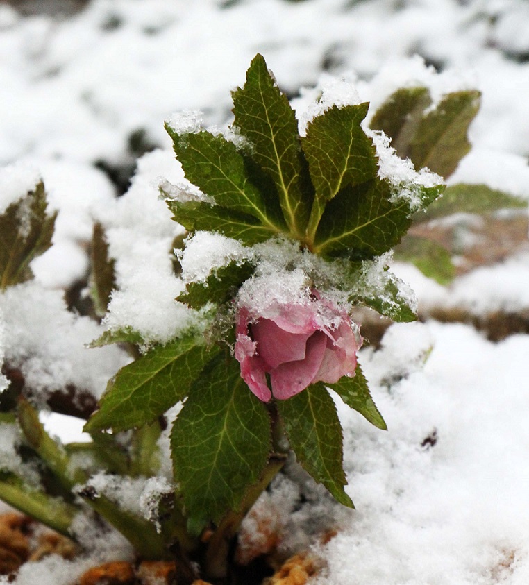 雪に一喜一憂 ~クリスマスローズの一週間~_a0107574_18451021.jpg