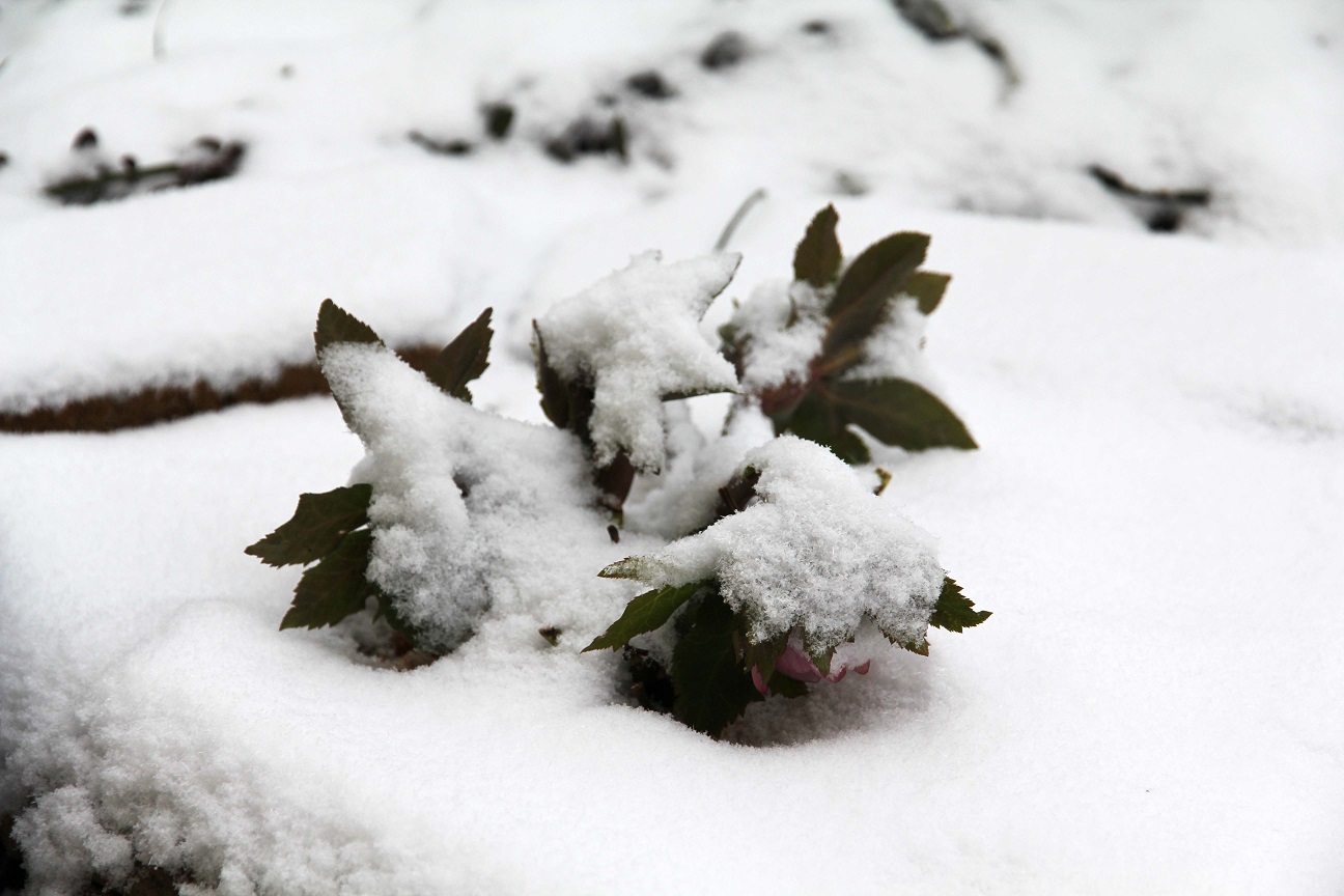雪に一喜一憂 ~クリスマスローズの一週間~_a0107574_18452696.jpg
