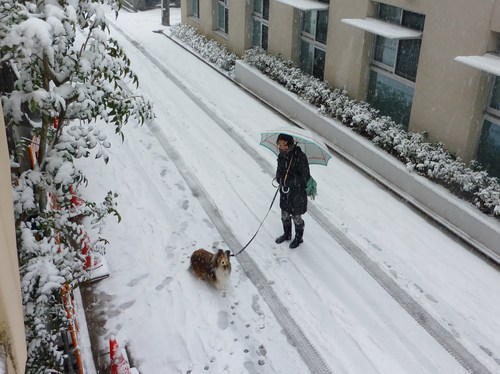 本当に大雪だった・・・行きはよいよい_a0157174_10353537.jpg