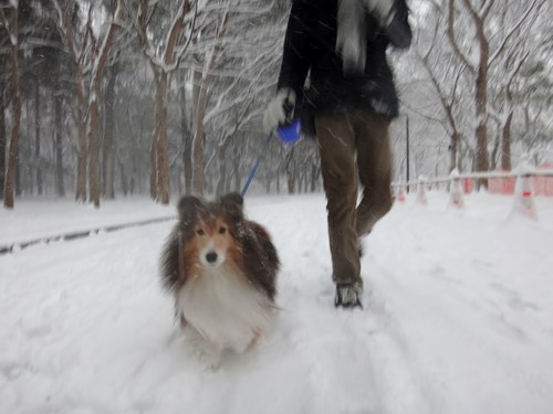 本当に大雪だった・・・行きはよいよい_a0157174_10422458.jpg