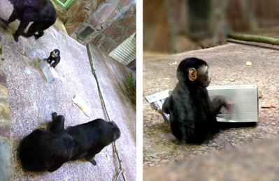 レニングラード動物園(1)_f0056476_1291171.jpg