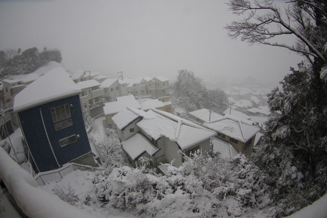 45年ぶりの大雪だぁ！（らしい）_c0126477_12534069.jpg