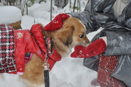 雪とアビちゃん　パート２_d0183577_15291595.jpg