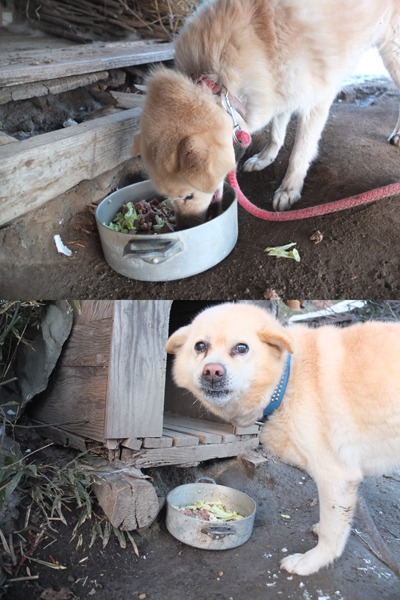 冬の犬猫牛まつり 4_a0180681_557353.jpg