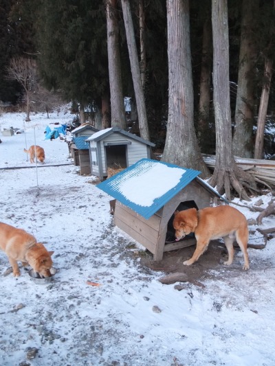 冬の犬猫牛まつり 4_a0180681_55831.jpg