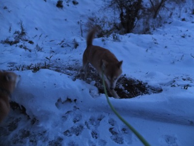 冬の犬猫牛まつり 4_a0180681_671346.jpg