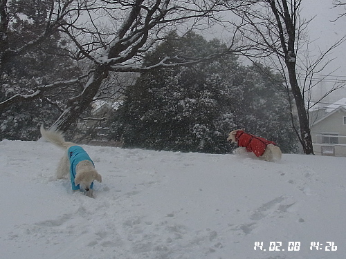 雪遊び　2月8日（土）_b0136381_1731623.jpg