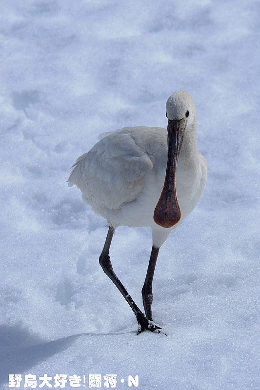 雪とヘラサギ_f0059882_1721729.jpg