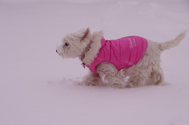 雪！それも大雪！_f0169884_130524.jpg