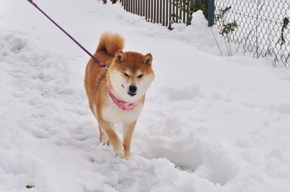 ラッセルかぼちゃん!?_a0126590_23561888.jpg