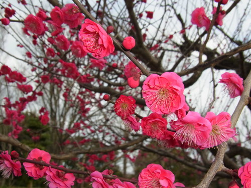 動植物園のタンチョウ_a0214490_17222279.jpg