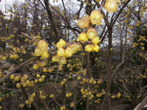 動植物園のタンチョウ_a0214490_17275181.jpg