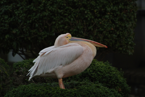 動植物園のタンチョウ_a0214490_17352995.jpg