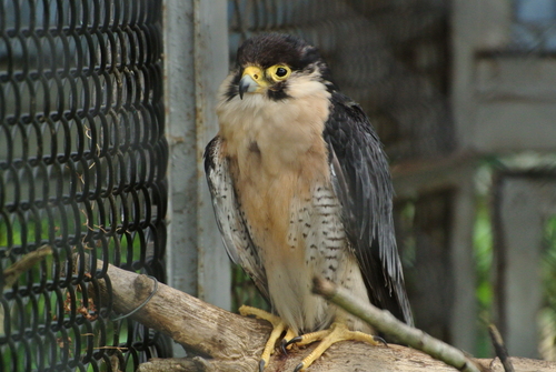 動植物園のタンチョウ_a0214490_17363438.jpg