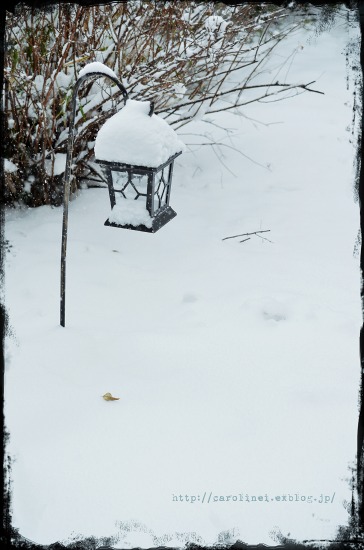 45年ぶりの大雪_d0025294_15352310.jpg