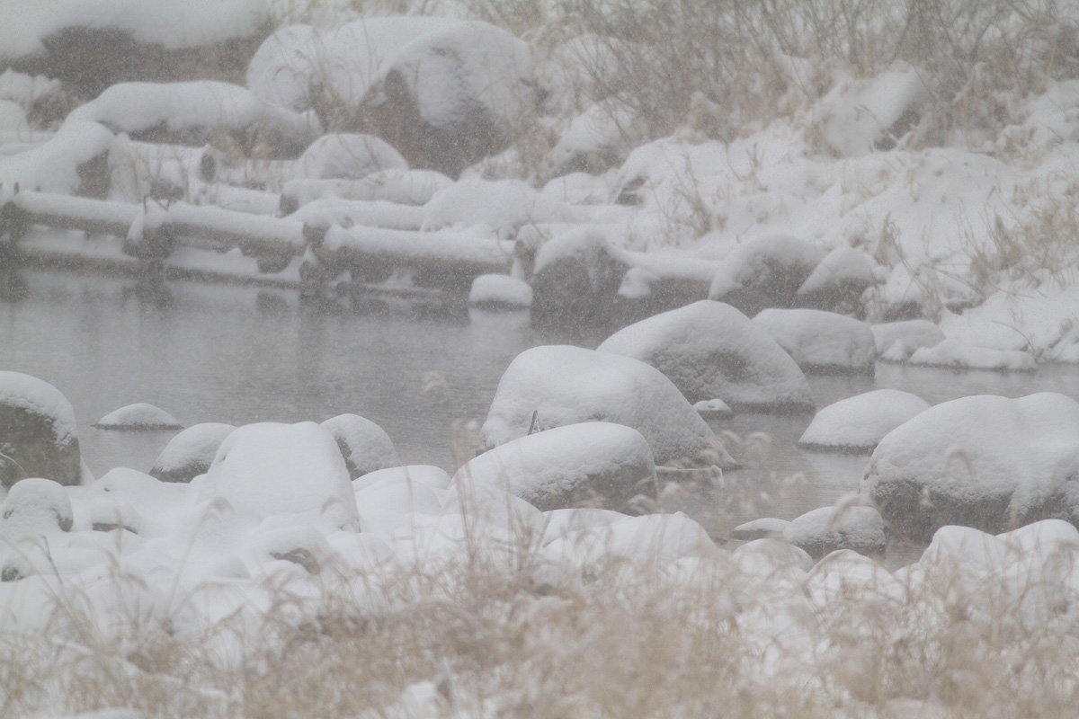 2/8土曜日　雪．．．_f0287495_18561066.jpg