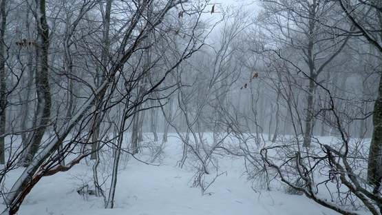 e0111396_135170.jpg