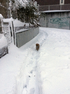 e0227996_0474266.gif