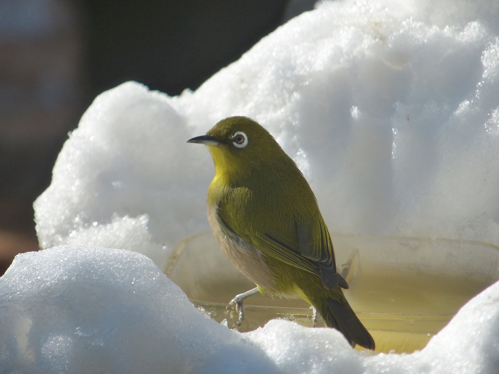 雪の中のﾒｼﾞﾛ、みかんがおいしそう、_f0305401_6363248.jpg