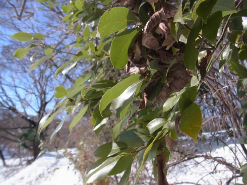 埼玉中部　　       ムラサキシジミ雪越冬2014/02/09②_d0251807_191999.jpg