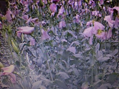 原点に戻って_d0099708_11493287.jpg