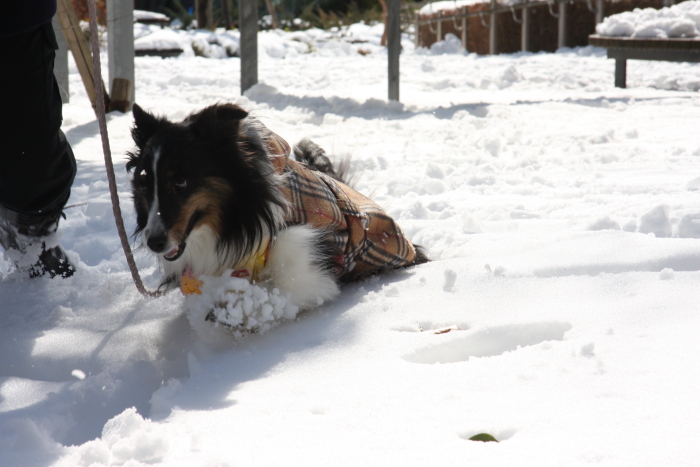 雪散歩＆雪遊び_e0130008_20273377.jpg