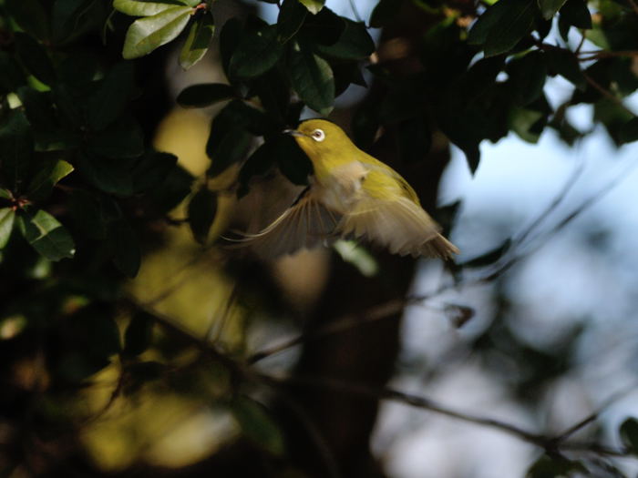 公園の鳥さん_d0247114_1642757.jpg