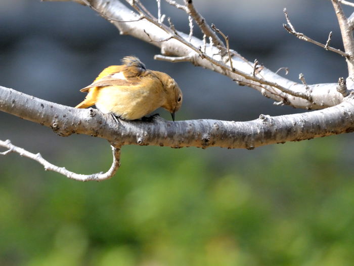 公園の鳥さん_d0247114_1655480.jpg