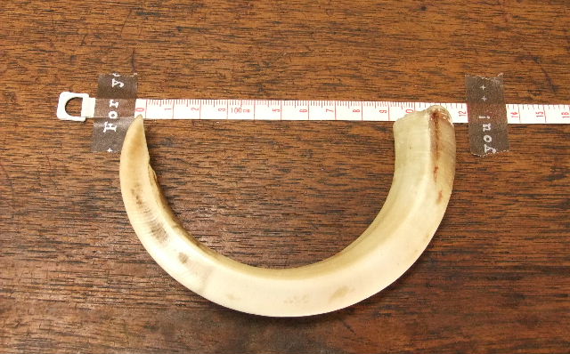 稀少品 イノシシの牙 月 火 水 木琴堂 稀少品 イノシシの牙 月 火 水 木琴堂