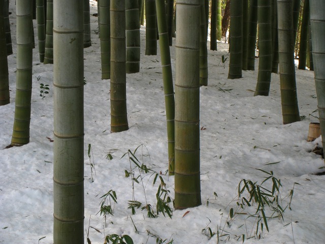 e0117318_2362038.jpg