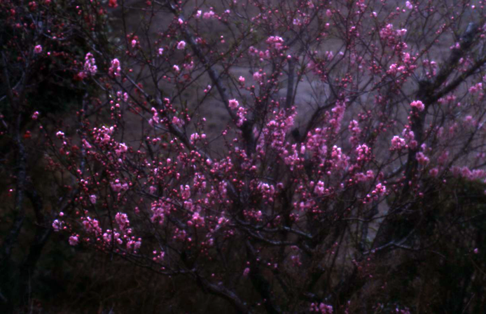 e0202828_11201515.png